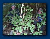 Beech leaves at station A